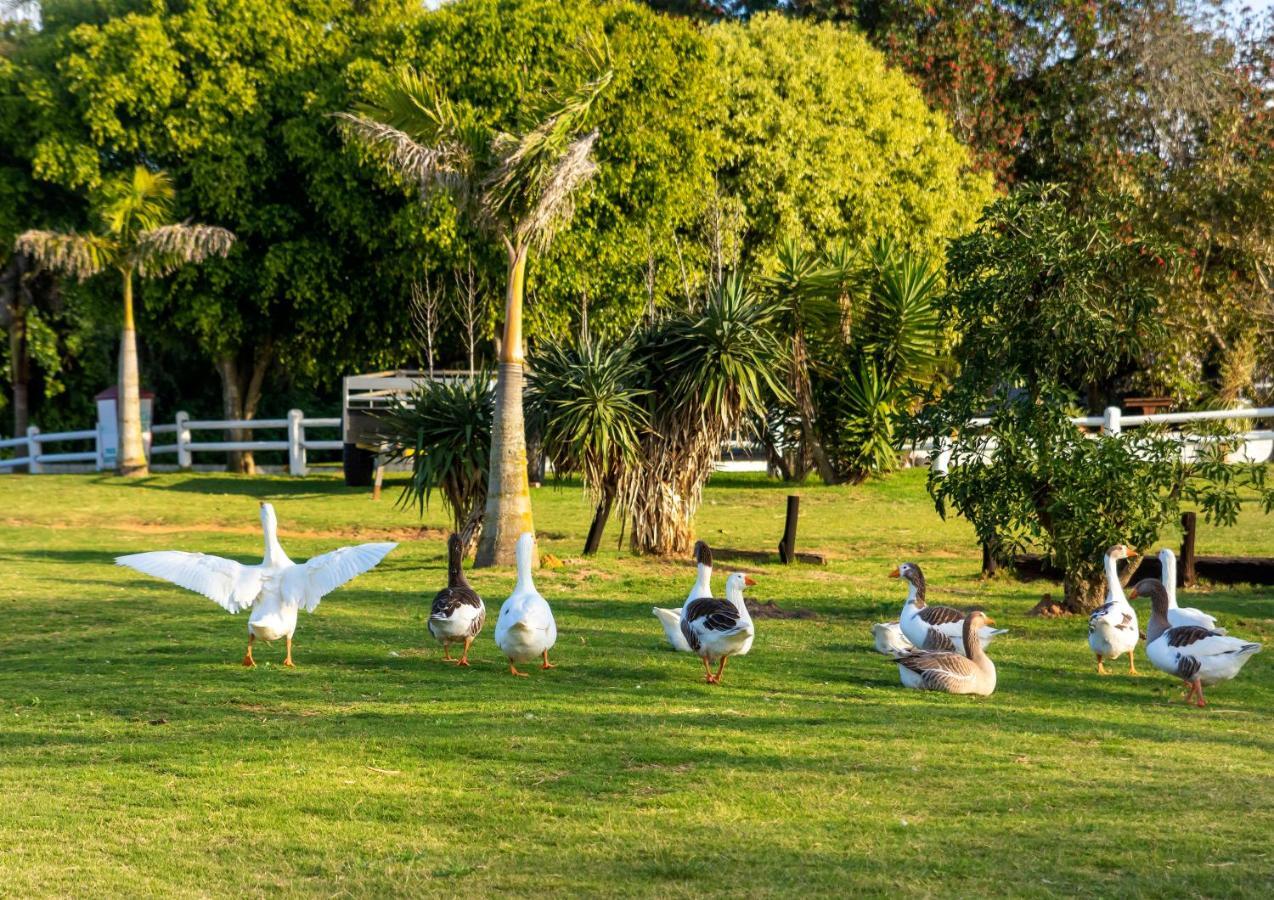 Jade Equestrian Daire Port Elizabeth Dış mekan fotoğraf